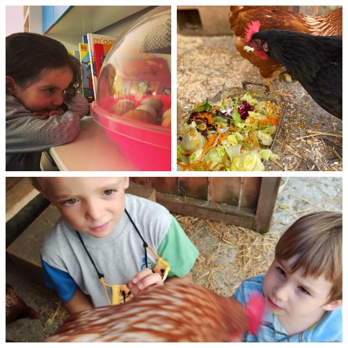 Nens i nenes d'infantil de l'escola FEDAC Gironella cuiden les gallines del projecte Galliner.